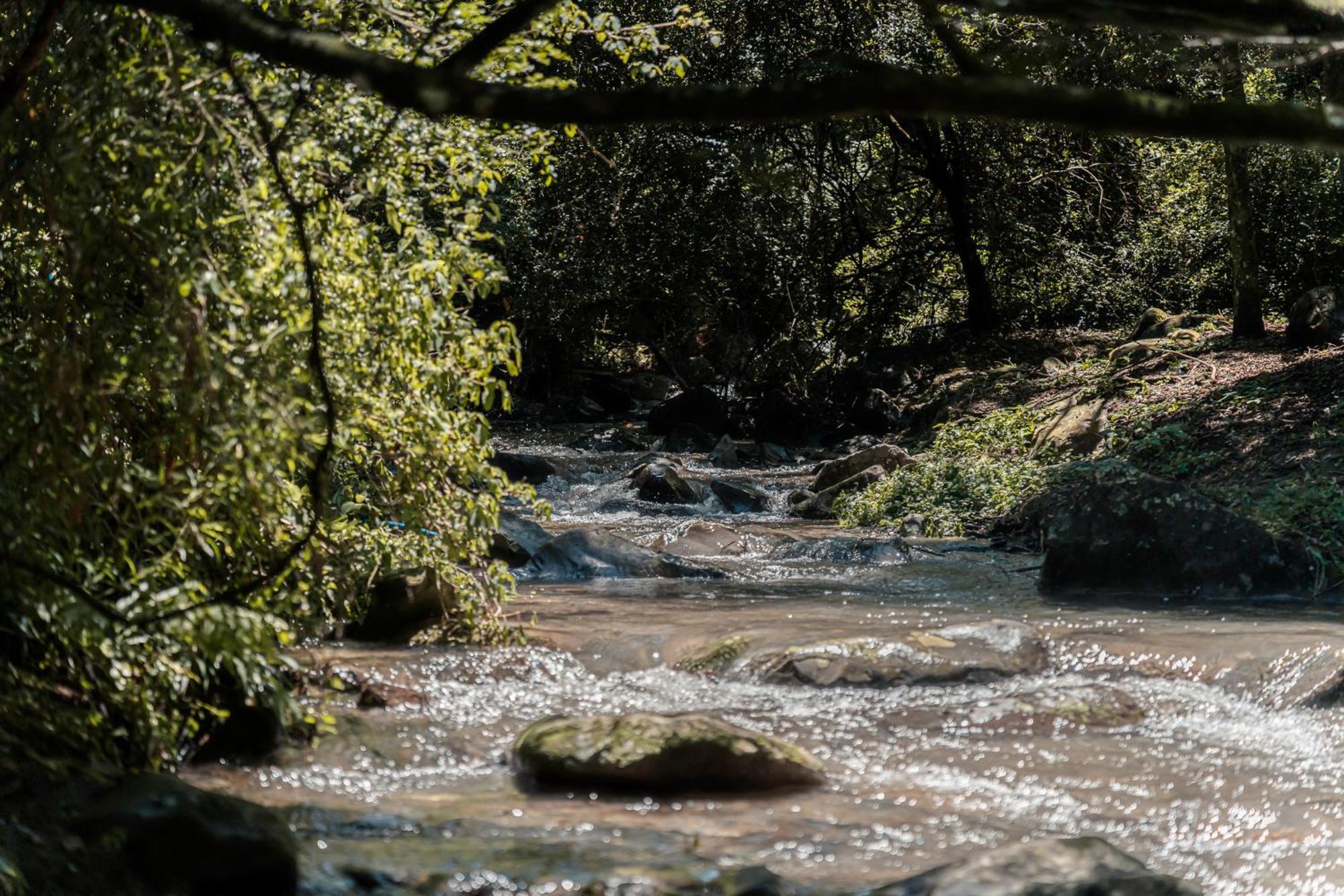 Rockwood Karkloof Forest Lodge & Mountain Cabin Yarrow 外观 照片